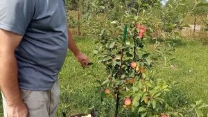 Сорт яблони Норленд в августе 2022 г.