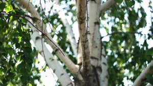 Береза. Гелиос 44-2.mp4