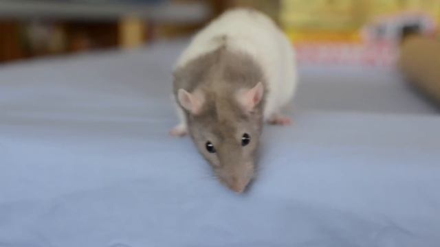 Rat Care For Beginners! смотреть онлайн