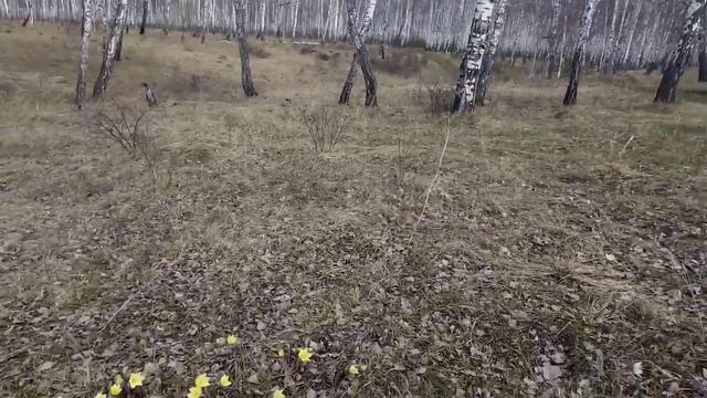 ПОКАТУШКА В С.КАЙГОРОДОВО смотреть онлайн