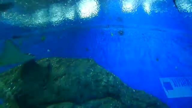 Паттайя океанариум 2 смотреть онлайн