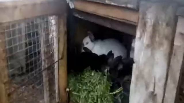 Кролики немецкий строкач