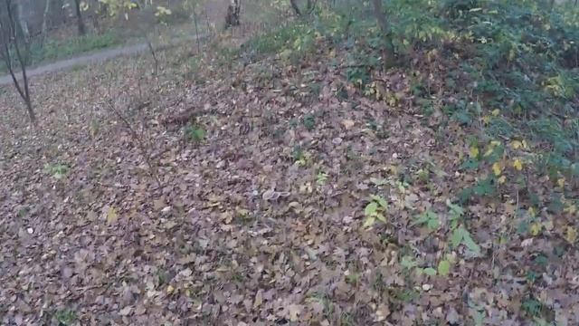 ОТЛИЧНЫЙ БЫЛ ПОХОД ЗА ГРИБАМИ!!! смотреть онлайн