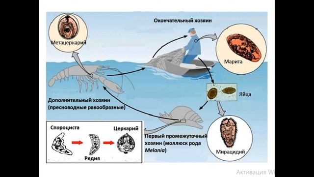 Paragonimus Ringeri (Легочный сосальщик)
