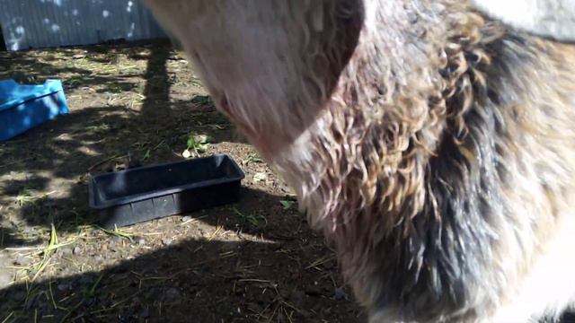 Беда в хозяйстве, Хаски задрала коз смотреть онлайн