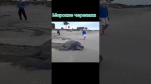 Морские черепахи 🐢🌊 #природа #океан #животные