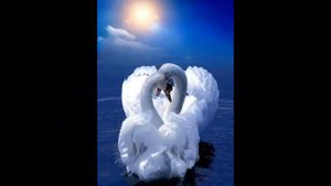Руслан Алехно# ЛЕБЕДИ#Вера и Геннадий Ковтун..   .