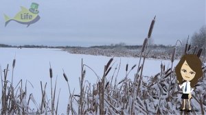 КАК ЛОВИТЬ ОКУНЯ НА БЛЕСНУ ЗИМОЙ? Секреты ловли окуня зимой на блесну!