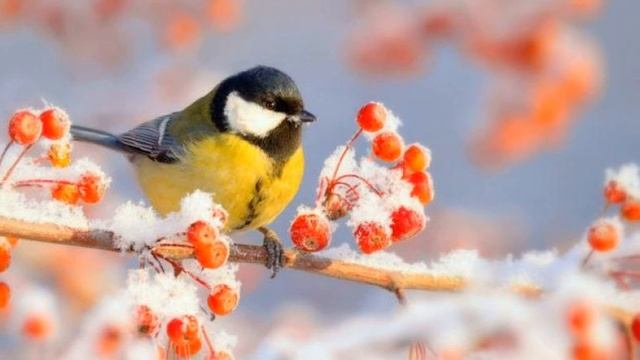 Февральский приветик! С последним месяцем зимы! Пусть на душе будет тепло и уютно! Февраль Зима