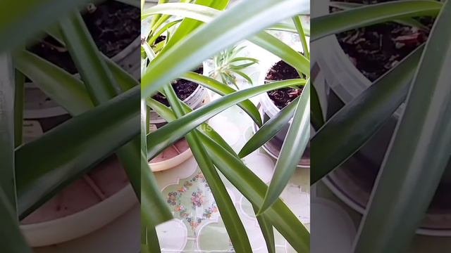 Хлорофитум. Польза в доме. Размножение