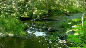 Футаж Лесная речка  HD 1080  скачать бесплатно