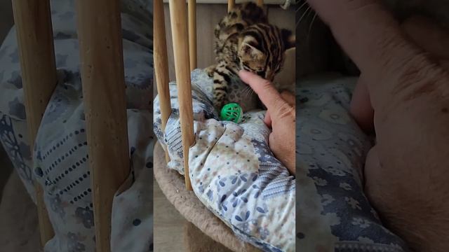 помет D гибридных котят F1 рождённых 14.07.2023г. смотреть онлайн