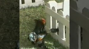 Петух против всех