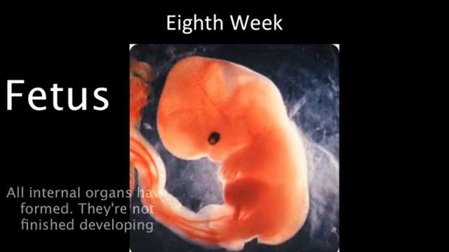 Fertilization and Development Part Two смотреть онлайн