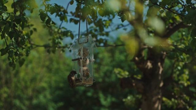 Кормушки которые служат долго! Привлечение птиц на участок! Необычное поведение пернатых на кормушк смотреть онлайн