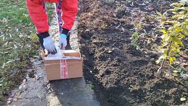 ПОСАДКА ТЮЛЬПАНОВ ОСЕНЬЮ. ЛИСТВА КАК ПОДСТИЛКА. #осенью #петушки !!!!!!! смотреть онлайн