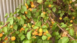 Жизнь вне орхидей 51. летняя дача для КУР и первый абрикос