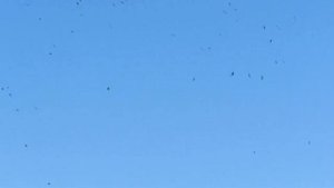 Коршун, ястреб , ласточки береговушки