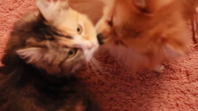 шпиц целует кошку!!! наверно это любовь ;))) смотреть онлайн