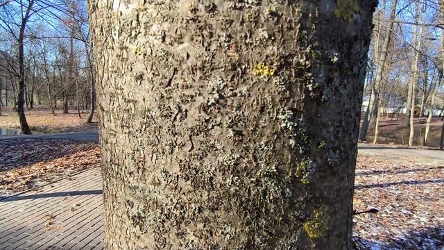 Примеры съёмки с камер Xiaomi 13T - ВСЕ РЕЖИМЫ + НОЧЬЮ + ФРОНТАЛЬНАЯ КАМЕРА смотреть онлайн