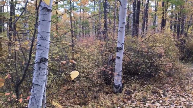 Багульник на Высокогорье смотреть онлайн