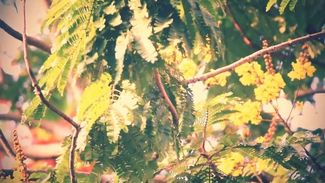 A nature Film Part-2|Hands free|Canon 750D|2k19 смотреть онлайн