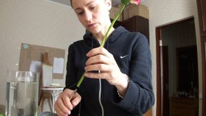 Реанимация герберы - результат. Часть 2. Способы постановки герберы на проволоку.