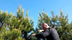 Стрижем и формируем  крону у высокой сосны.