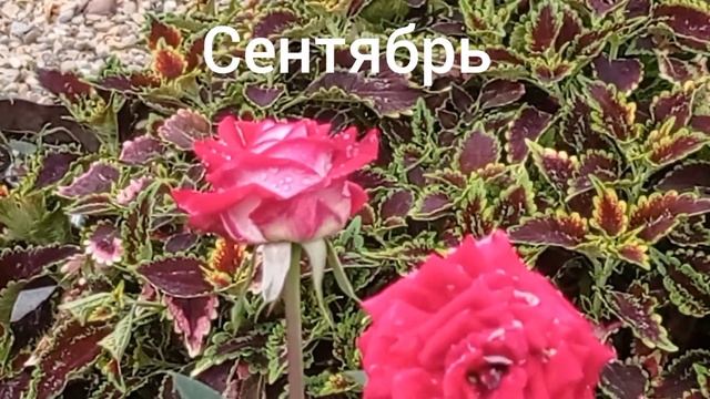 Роза "Аллилуйя". Вспоминаем лето 2022. смотреть онлайн