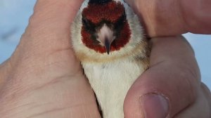 Ловля щеглов 26.03.2022 год.