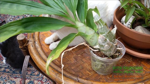 Орхидея КАТАСЕТУМ, правильный ПОЛИВ орхидеи в разные фазы развития. смотреть онлайн