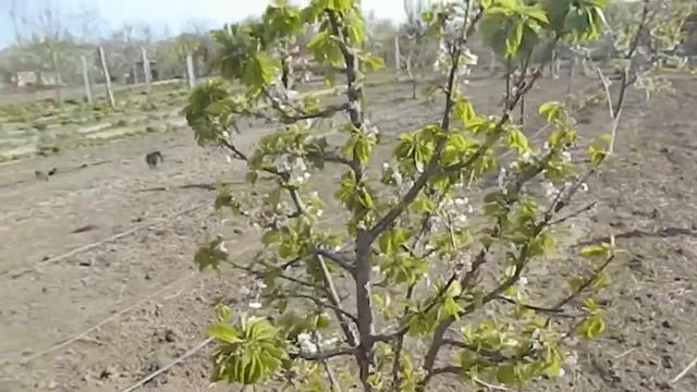 Черешня средний Ревна || cerasus avium revna смотреть онлайн