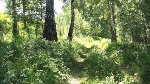 Forest and birdsong.