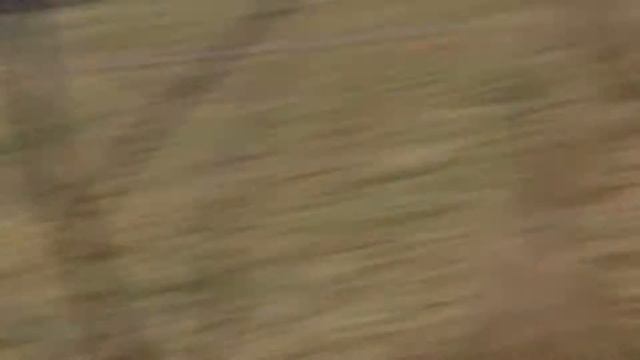 Философские размышления.Исследование дубов