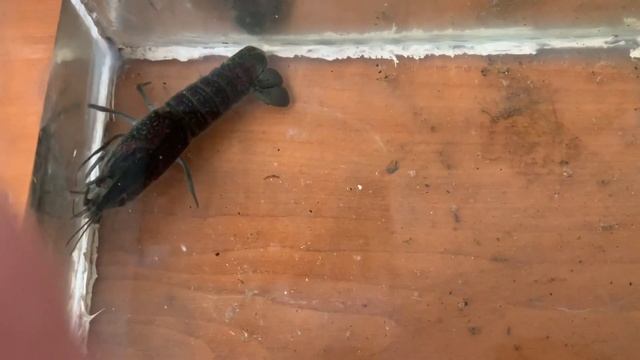 Рак потерял конечности и клешни! Что делать? Как лечить? смотреть онлайн