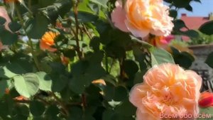 Роза Импрессионист ( Rose Impressionist ) США плетистая г. Киев 3.06.2023