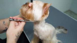 Мастер-класс по стрижке Йорка "от классики до азии"