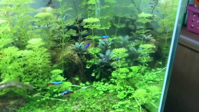 Solo flower of bucephalandra mini catherine смотреть онлайн