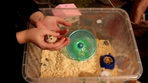 КРЫСЯТАМ 3 ДНЯ ОТ РОДУ / НЕ УДЕЛЯЮ ВРЕМЯ СВОИМ ПИТОМЦАМ?