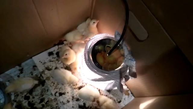 Обогрев и освещение брудера для цыплят смотреть онлайн
