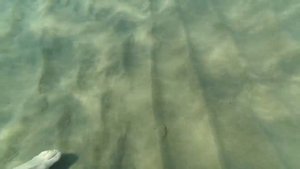 Обитатели Средиземного моря.