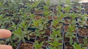 Пересадка гортензий в р9, моя технология наращивания корней.