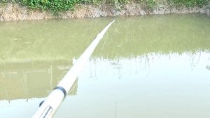 Рыбалка на карася. Огромные караси в маленьком пруду. Пруд на своём участке.