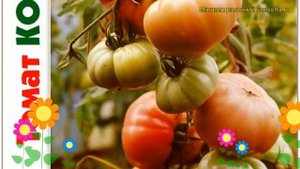 Томат Колыван F1. Краткий обзор, описание характеристик solanum lycopersicum Kolyvan F1