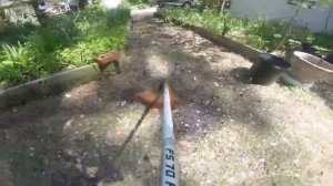 Timming with the Stihl FS 70 r
