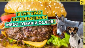 В бургерах использовали мясо собак и ослов?