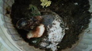 КАК УЛИТКИ АХАТИНЫ ОТКЛАДЫВАЮТ ЯЙЦА.