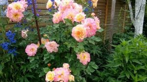 Розы Кордес.  Новалис - ничего себе флорибундочка.