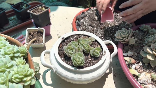 Graptoveria Lovely Rose CUIDADOS y REPRODUCCIÓN смотреть онлайн