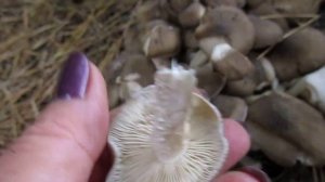 Видео вопрос.  . Вешенка или поганка? Помогите опознать!?!